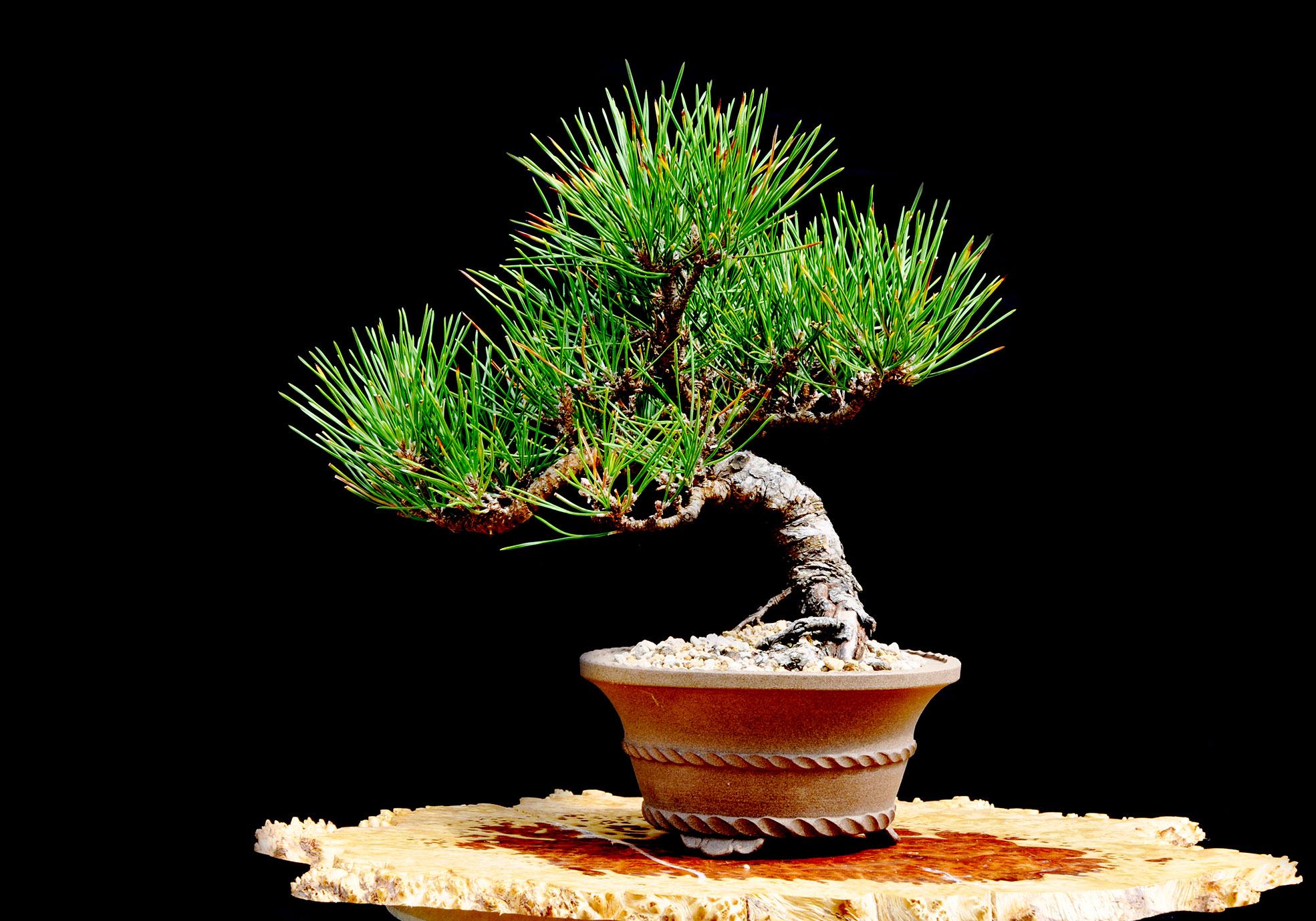 Cây giống thông nhật bonsai chất lượng cao