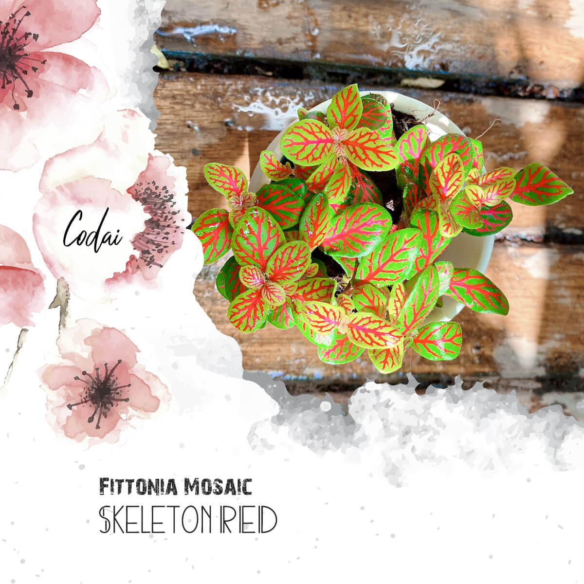 Cây Fittonia Mosaic Skeleton Red – Cây Cẩm Nhung Mosaic Skeleton Red, Lá May Mắn Mosaic Skeleton Red