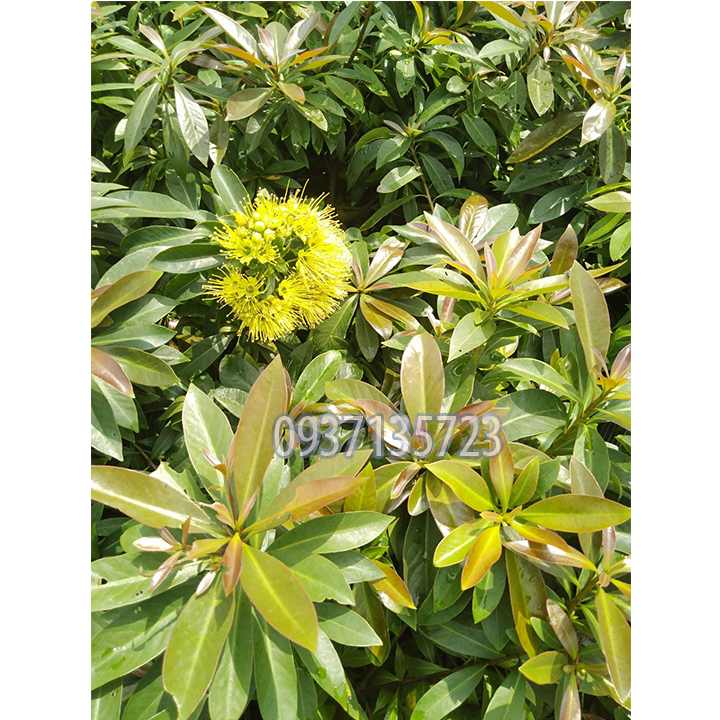 cây mai thái vàng cao từ 25-35 cm