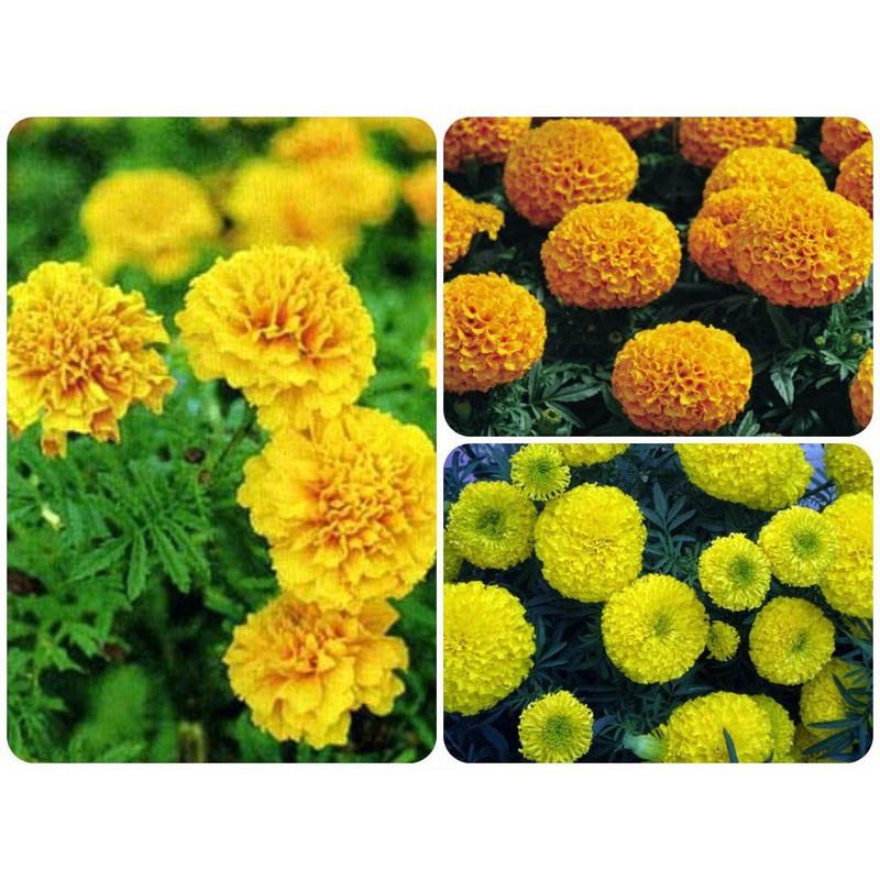 Combo 5 gói Hạt giống hoa Vạn thọ mỹ bông to chất lượng cao