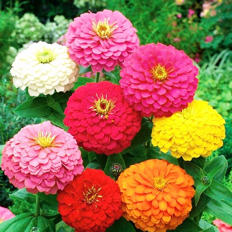 Hạt giống hoa cúc ngũ sắc Zinnia VTP73 | Vạn Tín Store