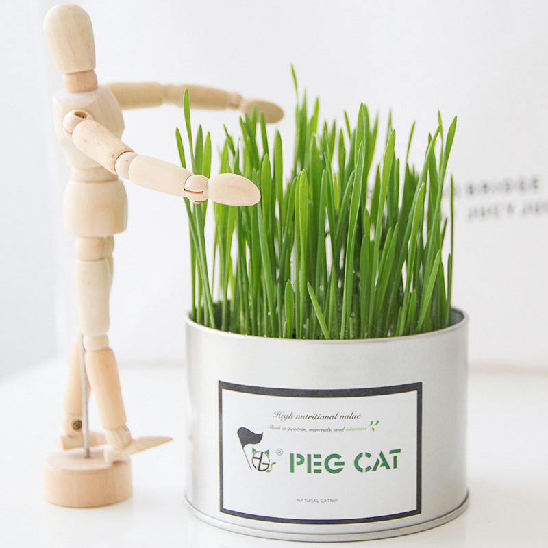 Cỏ mèo tươi. Cỏ nếp dành cho mèo, đặc trị haniball cho mèo. Thức ăn cho thú cưng.