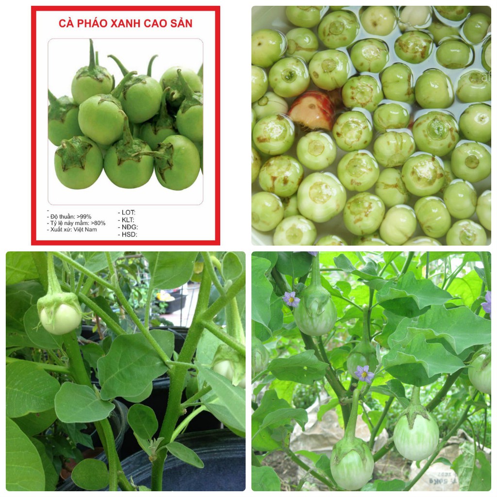 Hạt giống cà pháo xanh -gói 0,2gram