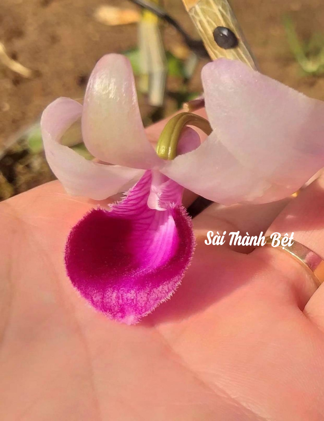 Phi Điệp Bệt Sài Thành hàng giống