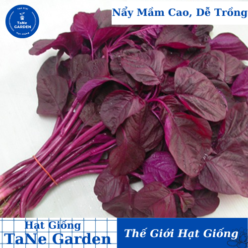 10gr hạt giống rau dền đỏ - tane garden