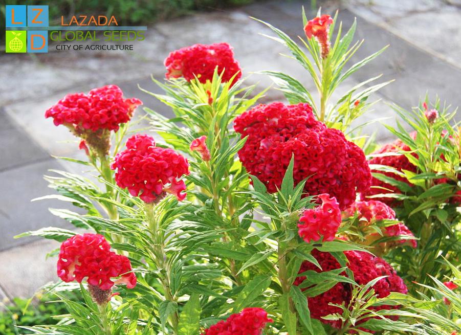 [HCM]Gói 20 Hạt -  hoa mào gà búa đỏ nhung Rd861 .KHUYẾN MÃI KÈM GÓI PHÂN .