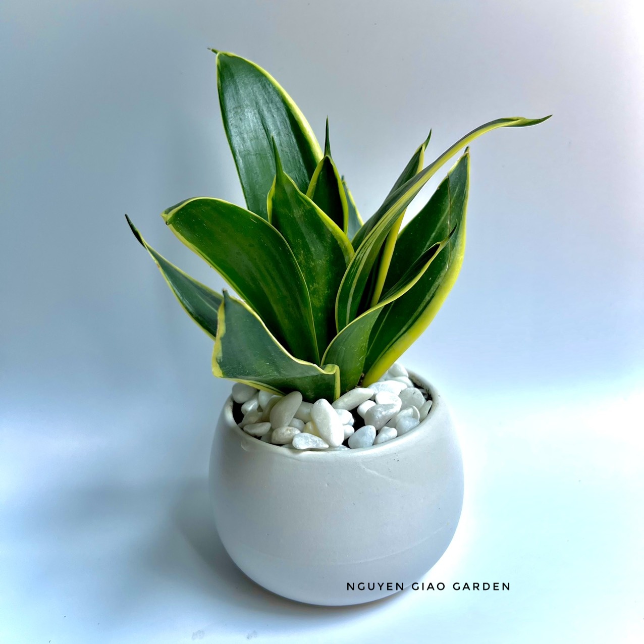 Cây lưỡi hổ thái chậu sứ tròn