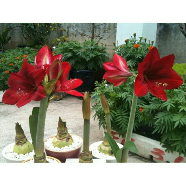 Củ hoa lan huệ tết hoa về đủ màu