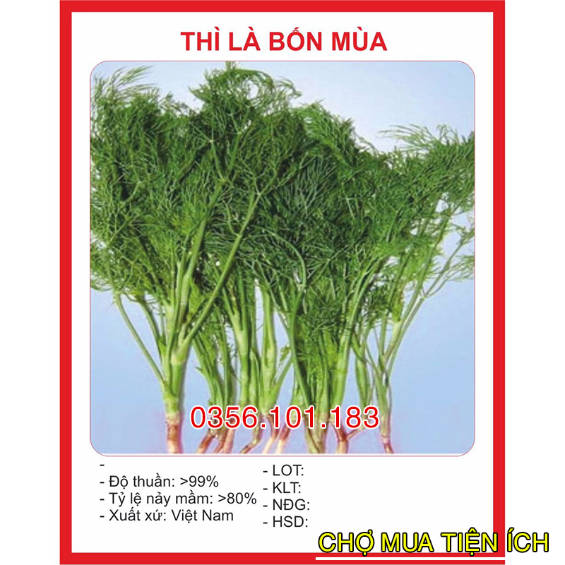 Hạt Giống Thì Là bốn mùa 20gr nhanh Thu Hoạch