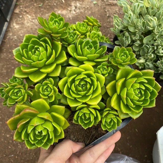 SEN ĐÁ XANH NGỌC BỤI LỚN SIZE 12-15CM