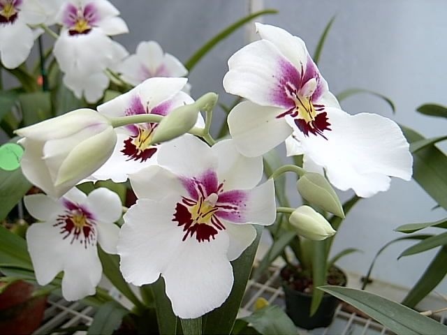 vũ nữ MILTONIA trắng - chậu trưởng thành