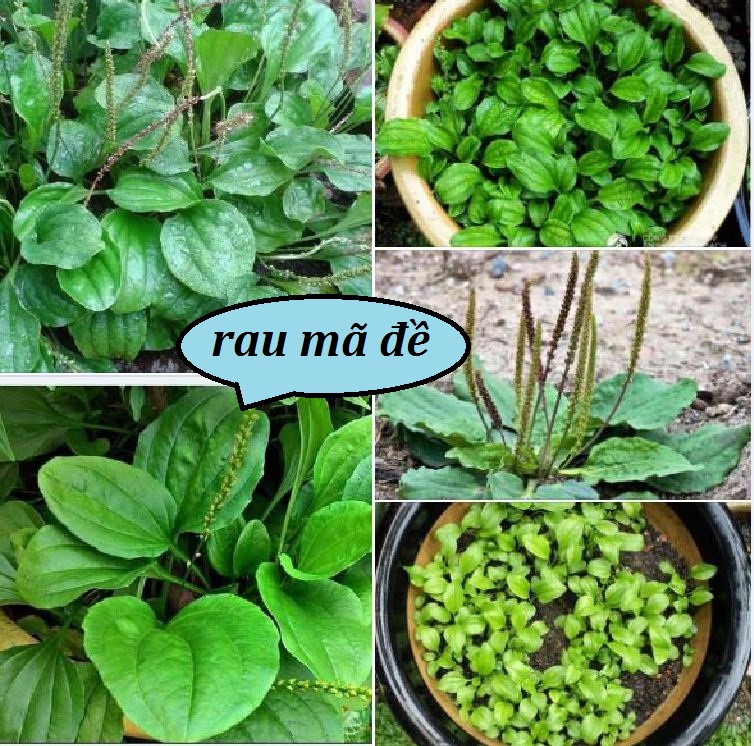 Hạt giống cây mã đề,xa tiền sử dể trồng-gói 5 gram