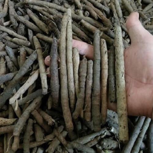 Sâm cau đen khô - 1kg