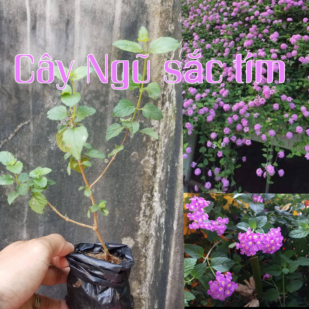 Cây giống hoa Ngũ Sắc tím rủ. Cây Trâm ổi.  Cosmos Bipinnuatus. màu sắc tím mộng mơ
