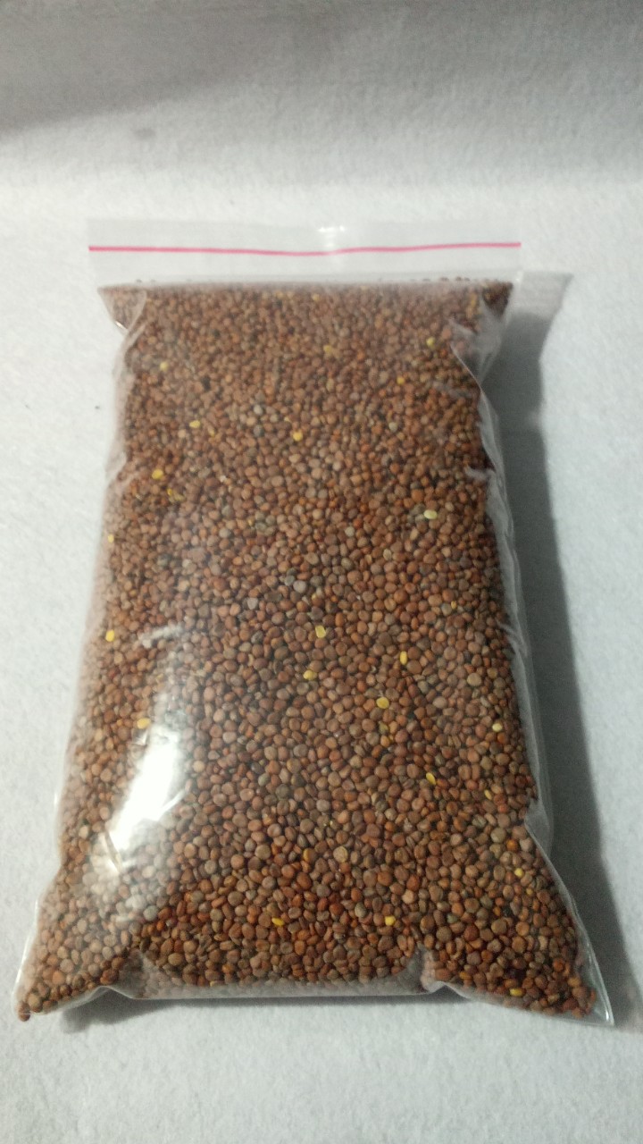 1 kg Hạt giống củ cải trắng NEWZEALAND chuyên dùng để trồng rau mầm