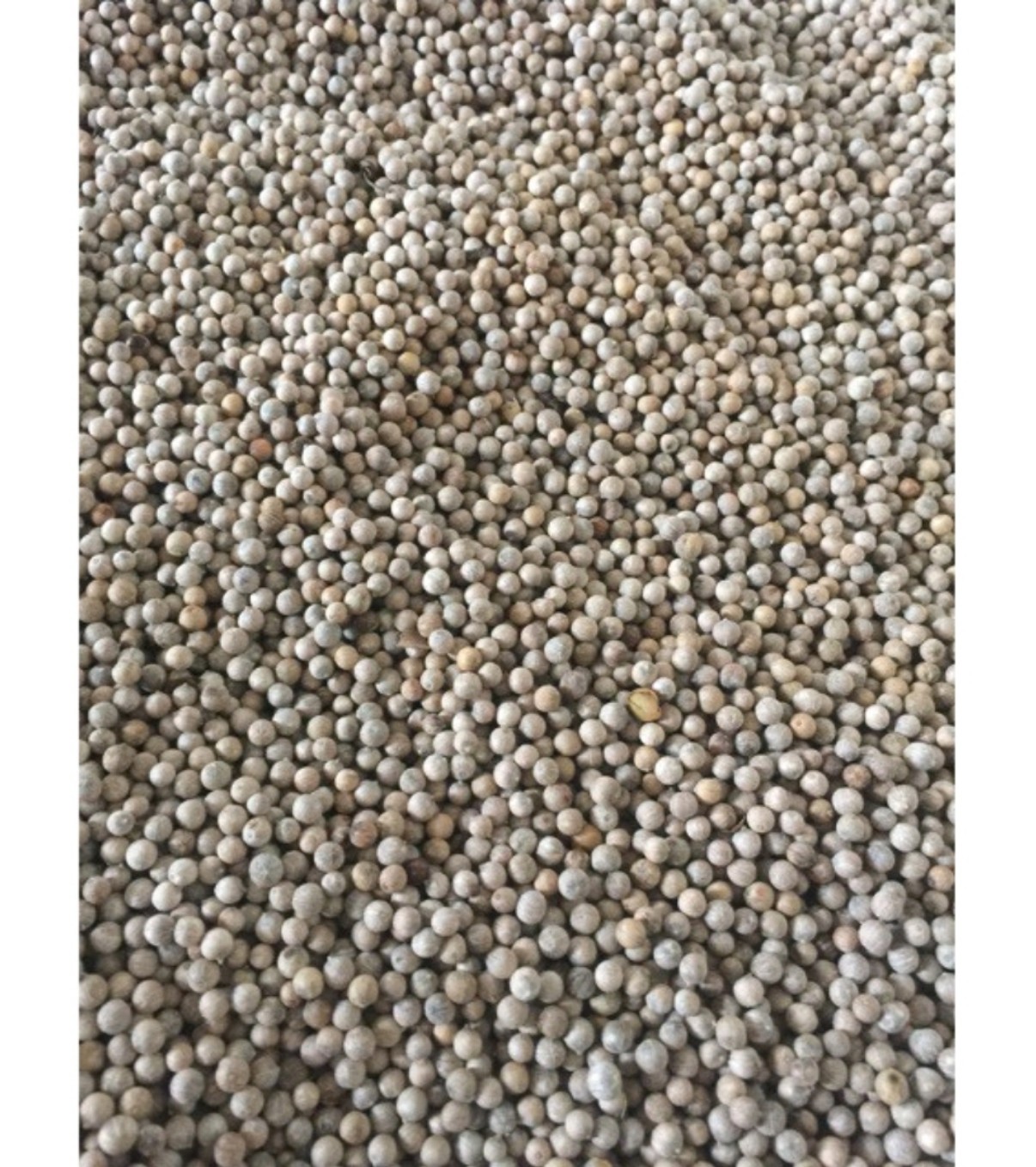 500g tiêu sọ trắng Phú Quốc loại thơm ngon