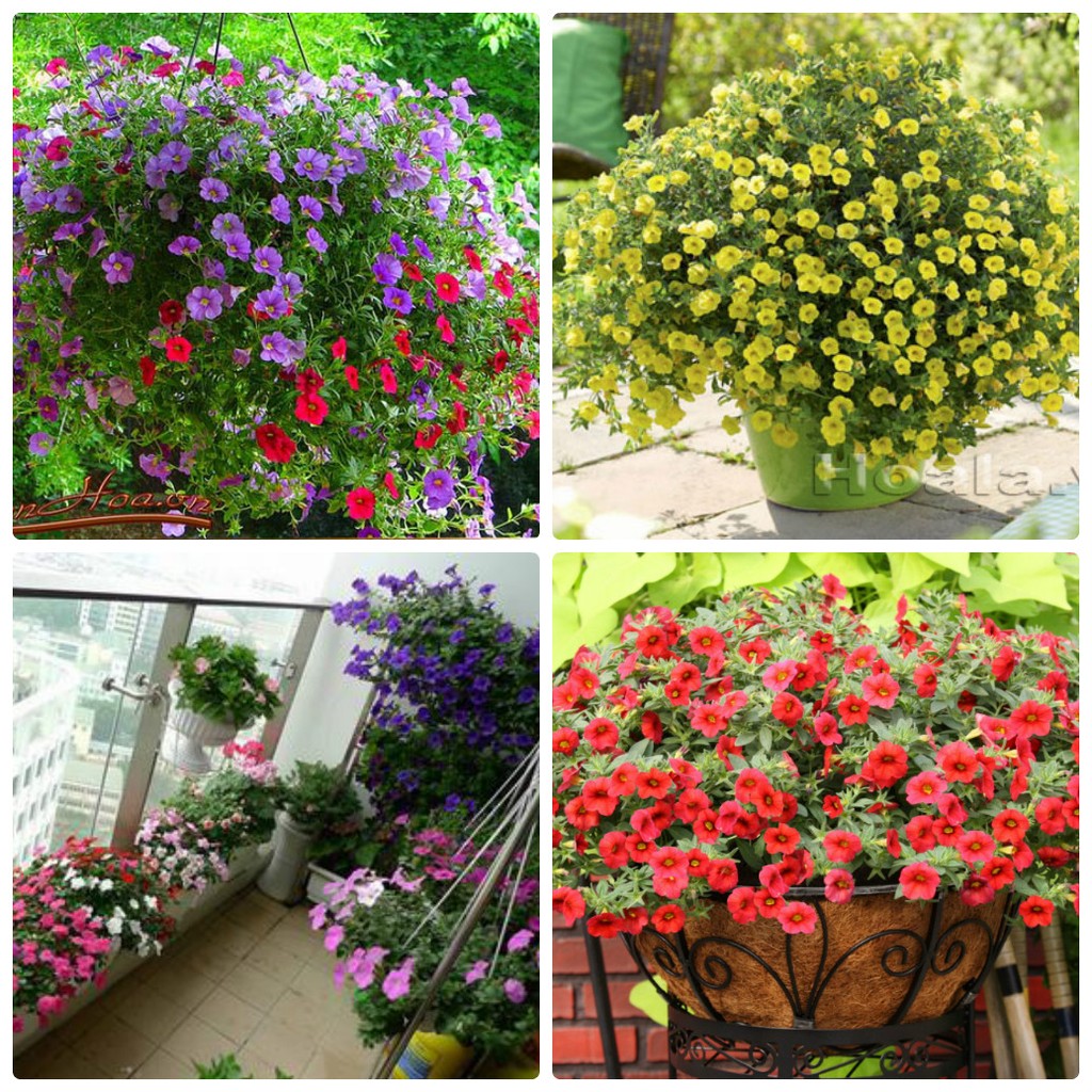 Bộ 2 gói hạt giống hoa triệu chuông nhiều màu ( 2 x 100 hạt/gói )