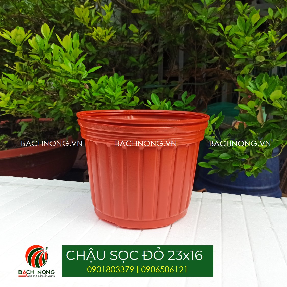 Combo 50 chậu nhựa trồng hoa kt230x160 chậu trồng cây cảnh đỏ hoặc trắng