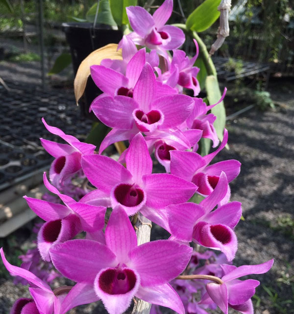 hoa phong lan trầm rồng đỏ cây giống