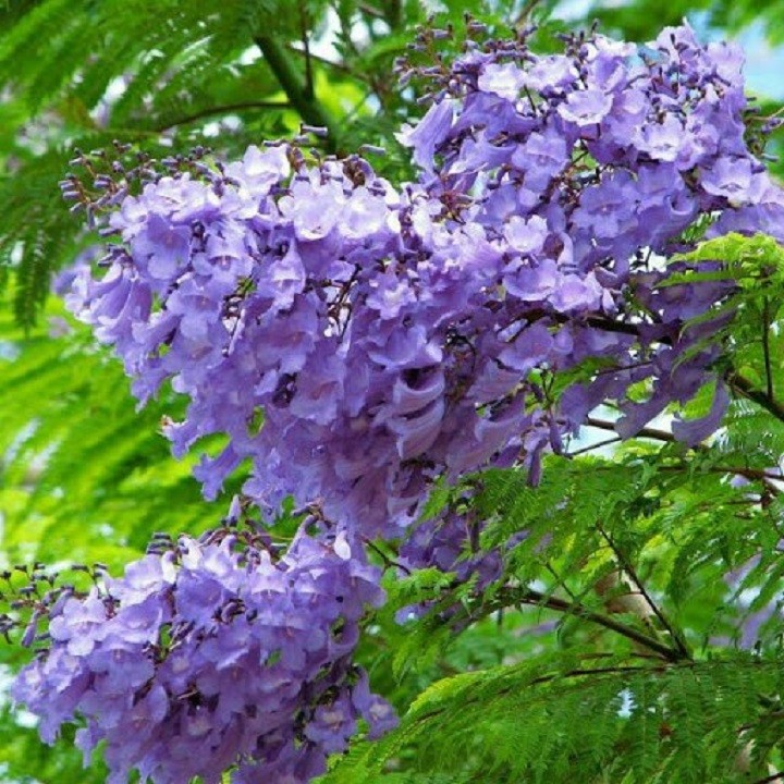 AfwSNgwYuzDJBoedcMWz_simg_d0daf0_800x1200_max.jpg