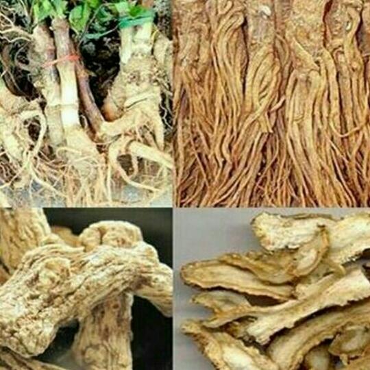 500g sâm đương khô sắc lát