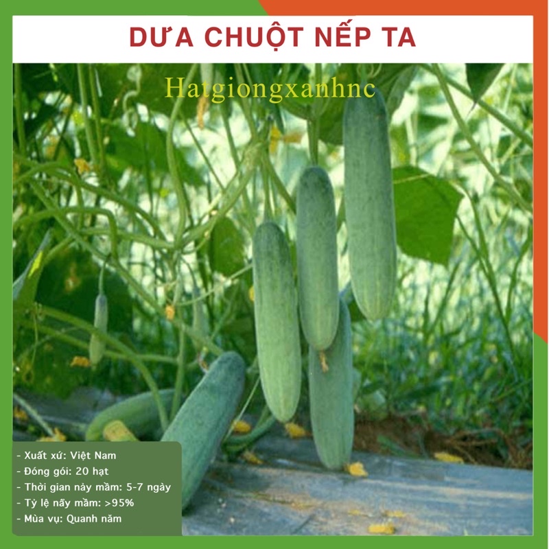 30 hạt giống dưa chuột nếp ta, chịu nhiệt - Hạt giống dưa leo