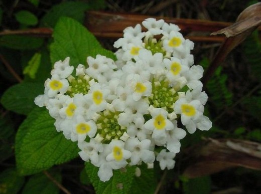 Chậu cây giống hoa ngũ sắc màu trắng rũ - Màu hiếm dành cho khách sưu tầm - ngusactrang