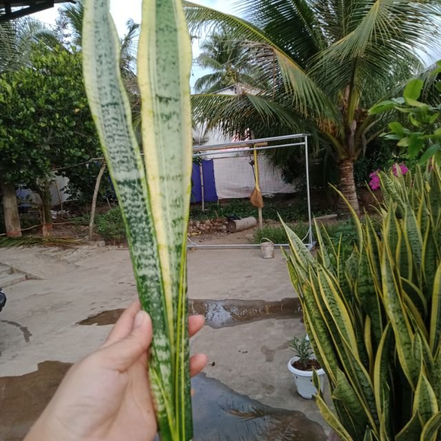 1 thân Cây lưỡi hổ giống rễ trần