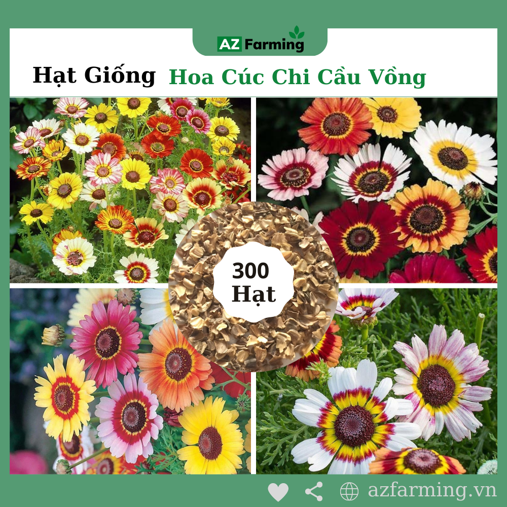 Hạt giống hoa cúc chi cầu vồng - gói 300 hạt - az farming