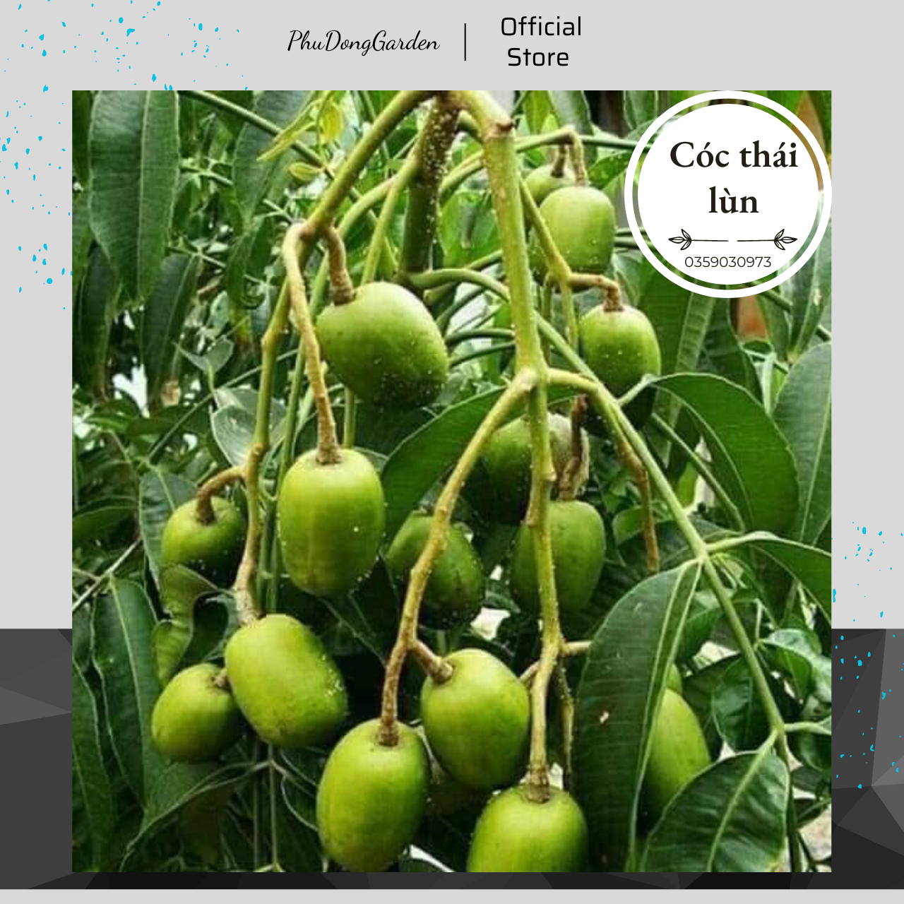 Cóc Thái lùn siêu quả cao 80cm | Lỗi 1 đổi 1, Quả giòn chua, có thể trồng chậu !