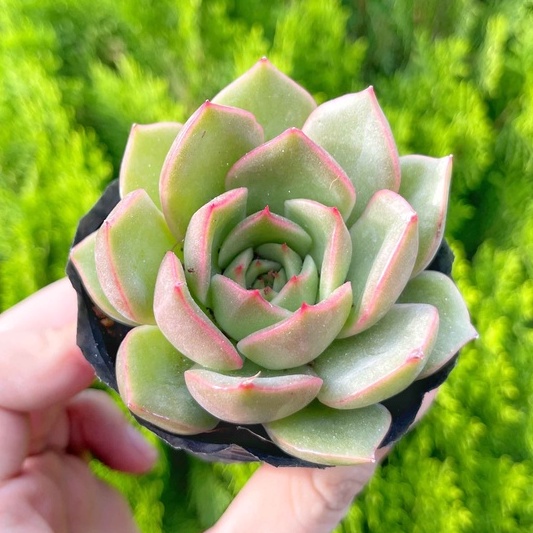 Sen đá kim lam 3-5cm - vườn sen đá