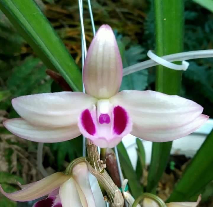 Phi điệp mắt đỏ hàng giống