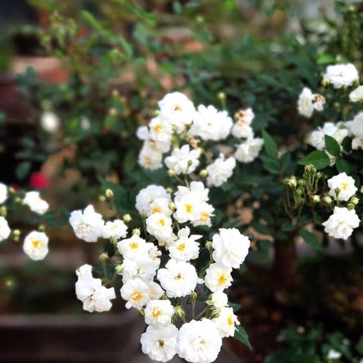 Cây giống Hồng bạch trà