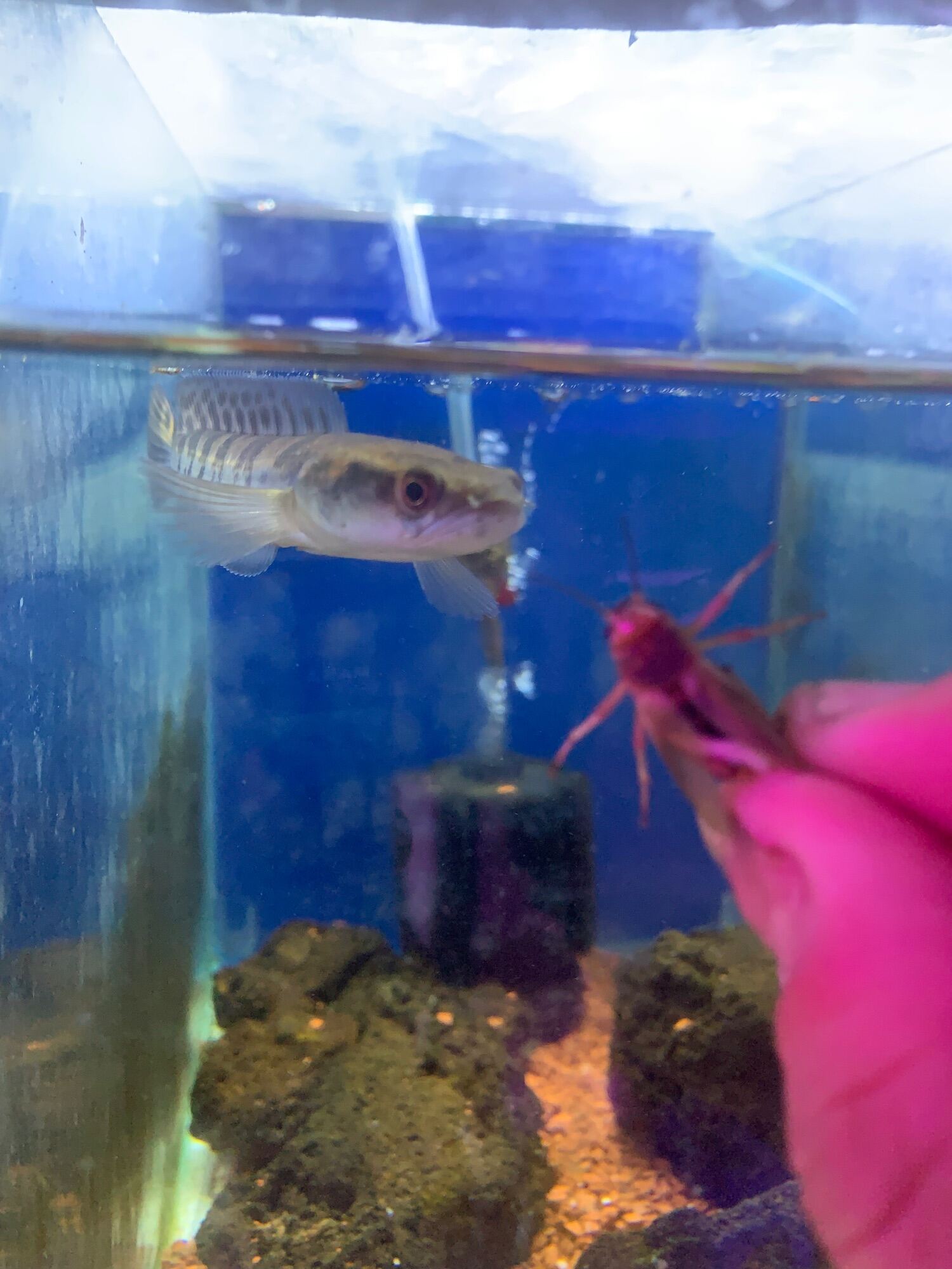 Cá lóc vảy rồng vàng yellow sentarum size 8-10cm - Q3 - NH