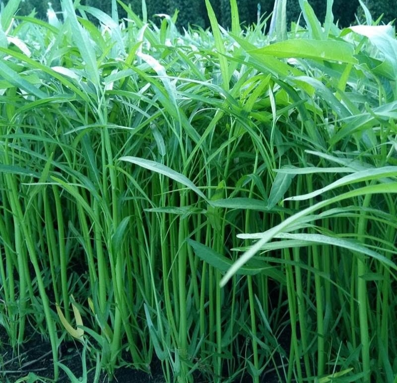 Hạt giống rau muống lá tre