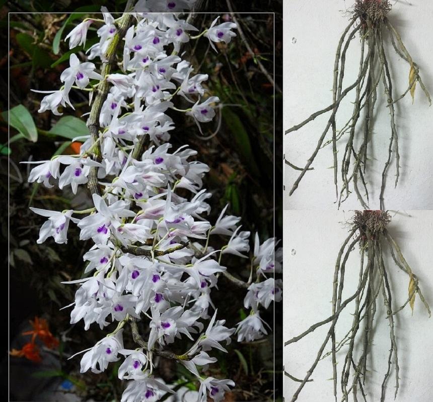 Cây Hoa lan rừng ý ngọc đang nhú nụ hoa - Cây hoa Phong lan rừng