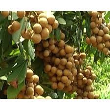 CÂY GIỐNG NHÃN LỒNG SỚM SIÊU NGON SIÊU QUẢ- CAM KÊT GIỐNG CHUẨN F1