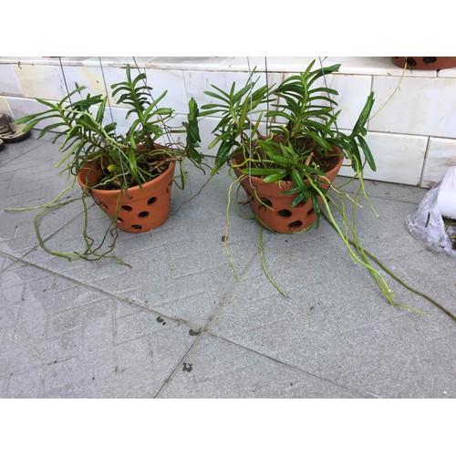 2 giò Cù Lao Minh rừng Ninh Thuận