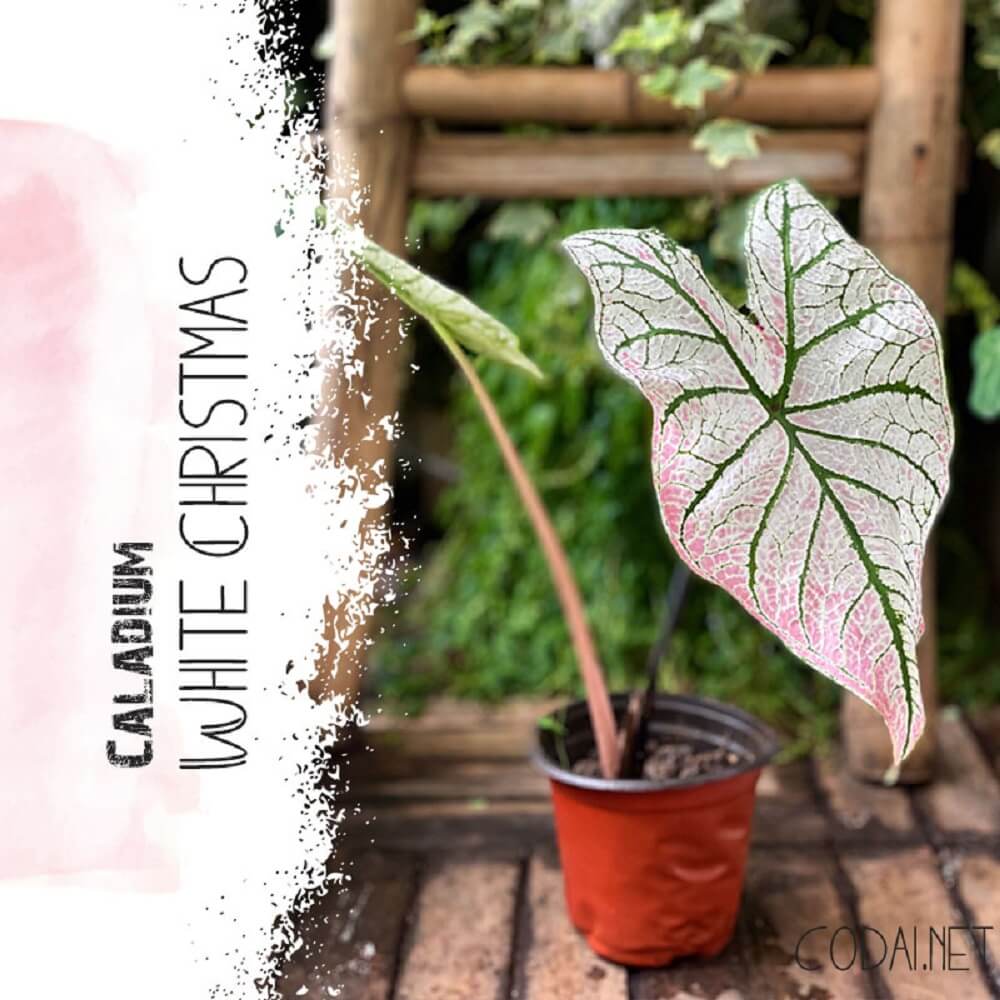 Cây Caladium White Christmas (Môn Giáng Sinh Trắng) Size Lớn Chậu Nhựa