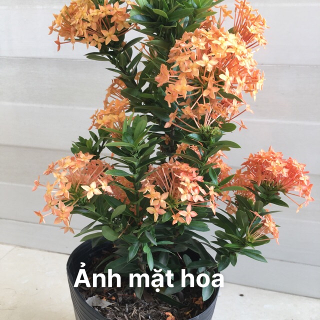 Combo 2 Bầu Cây Cây bông trang - hoa mẫu đơn vàng cam - ảnh thật Boiboi.organic, trang thái lá nhỏ, cây trong bầu đất, rễ mạnh
