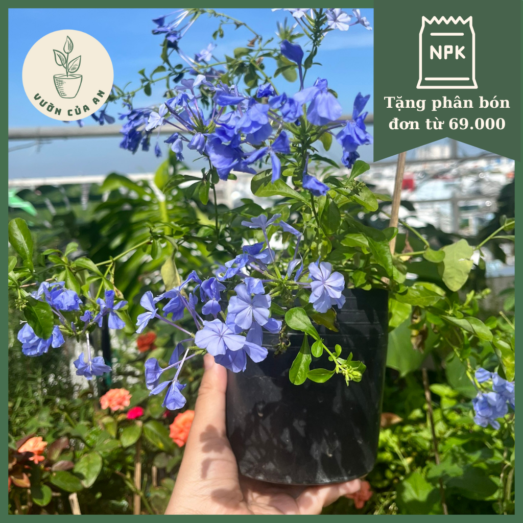 Hoa thanh xà cây cảnh trồng sân vườn trang trí hoa quanh năm vườn của an