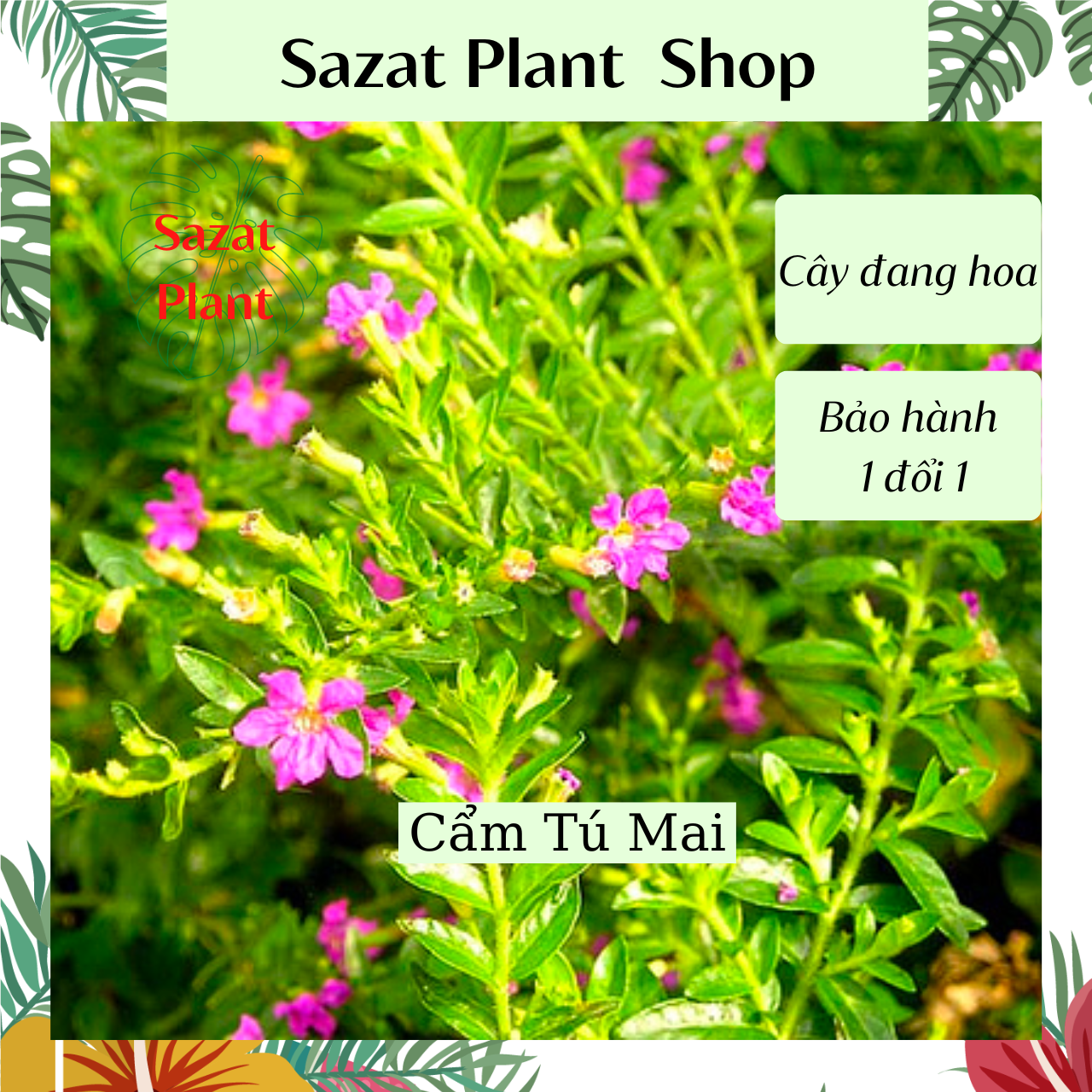 Cây Cẩm tú mai cao 15-20cm, cây hoa quanh năm trồng sân vườn, ban công, SaZat Plant.