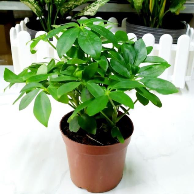 Cây ngũ gia bì (cây đuổi muỗi) trồng trong chậu nhựa
