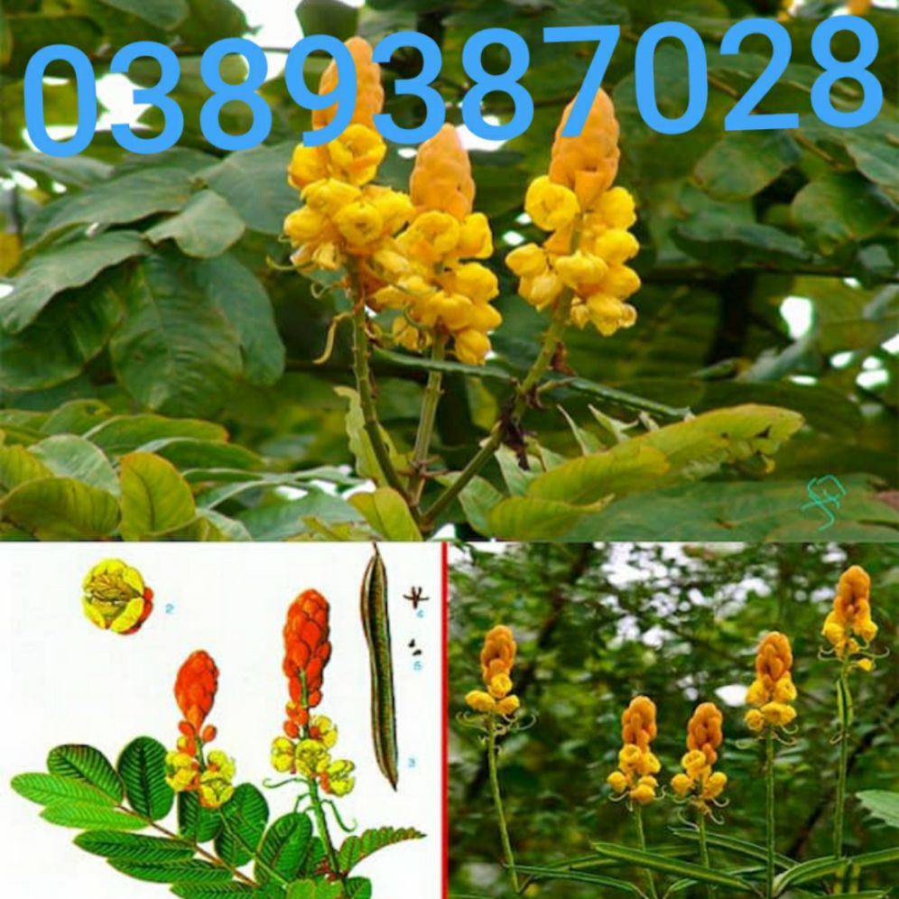 cành lá cây muồng trâu,1kg