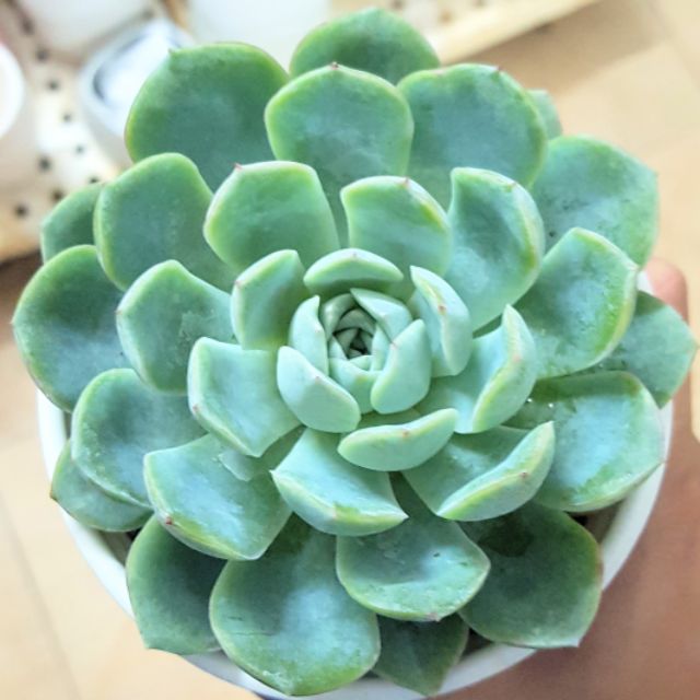 Sen đá mặt trăng mới size trung