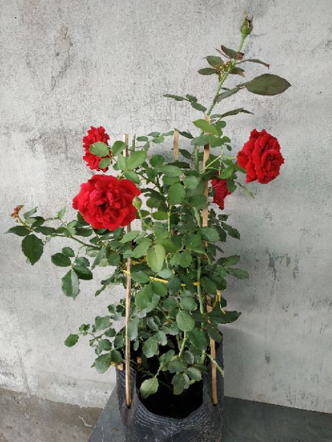 [Cây giống hoa] Hồng Cổ Hải Phòng (hồng leo) chậu C10 - CayGiongTot