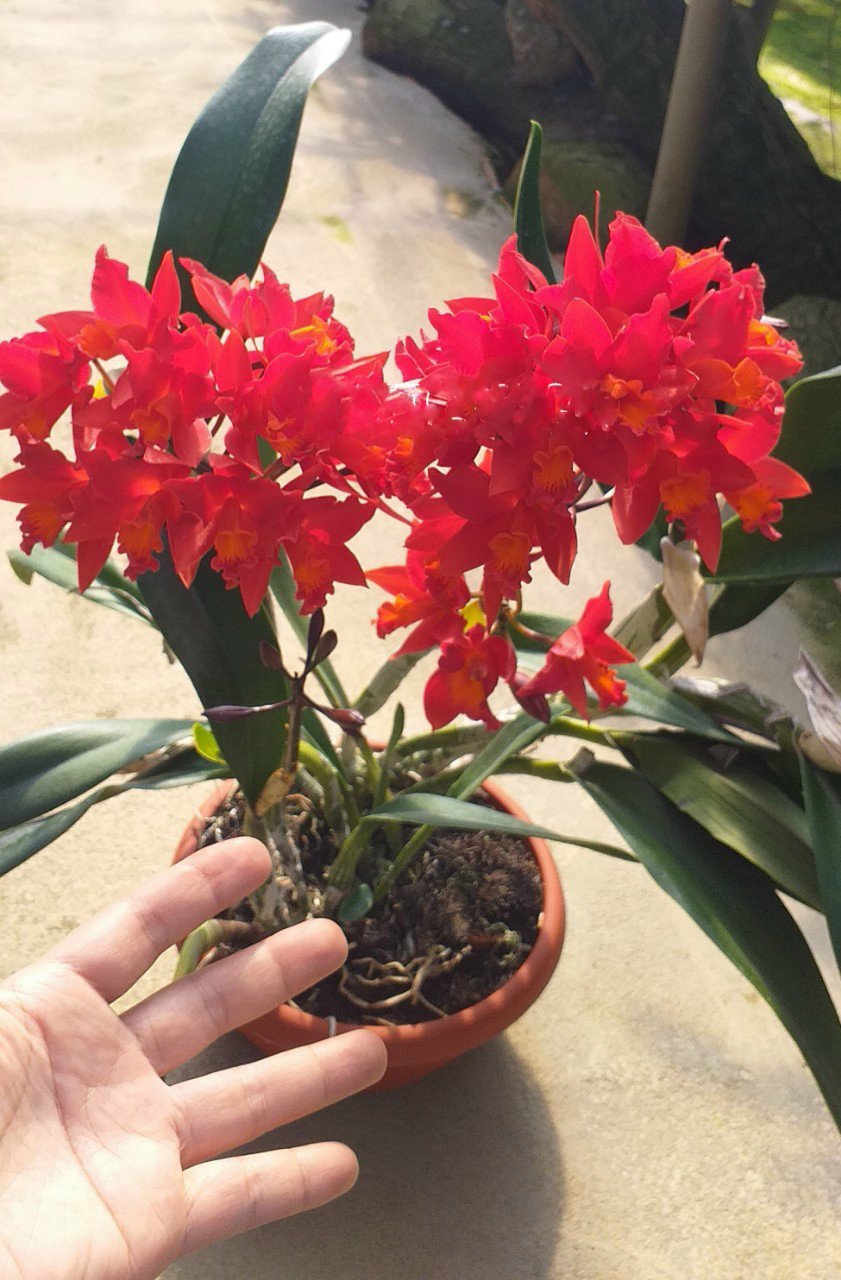 Hoa lan cattleya: NHật nhật phát