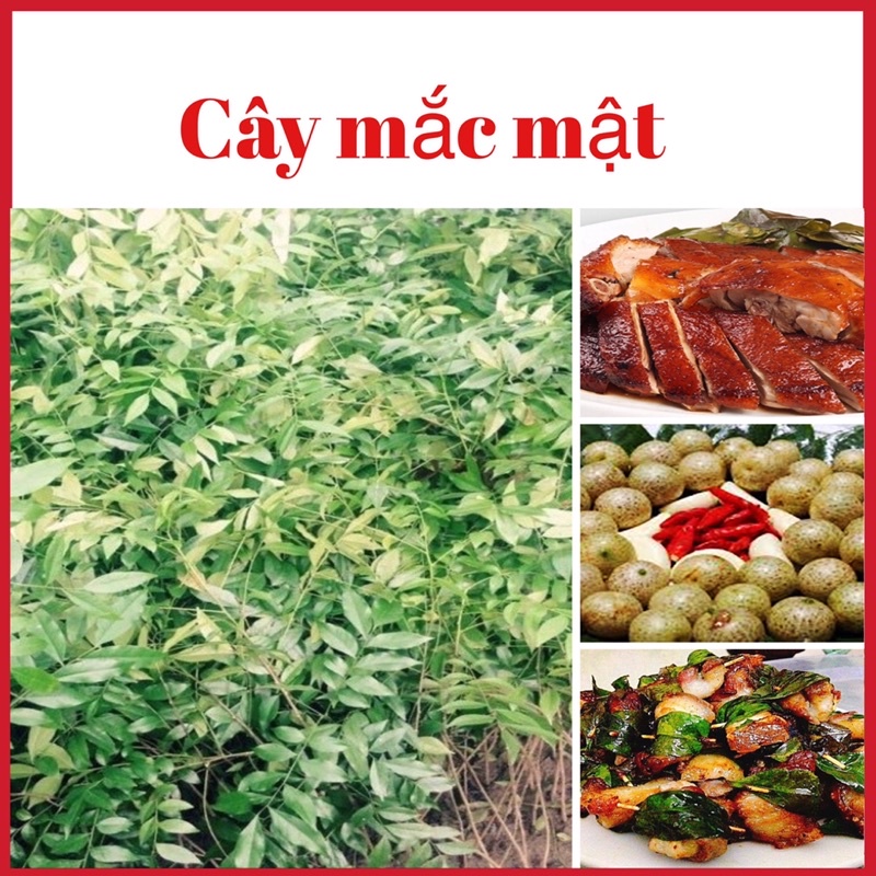 Combo 2 cây mắc mật giống -cây gia vị