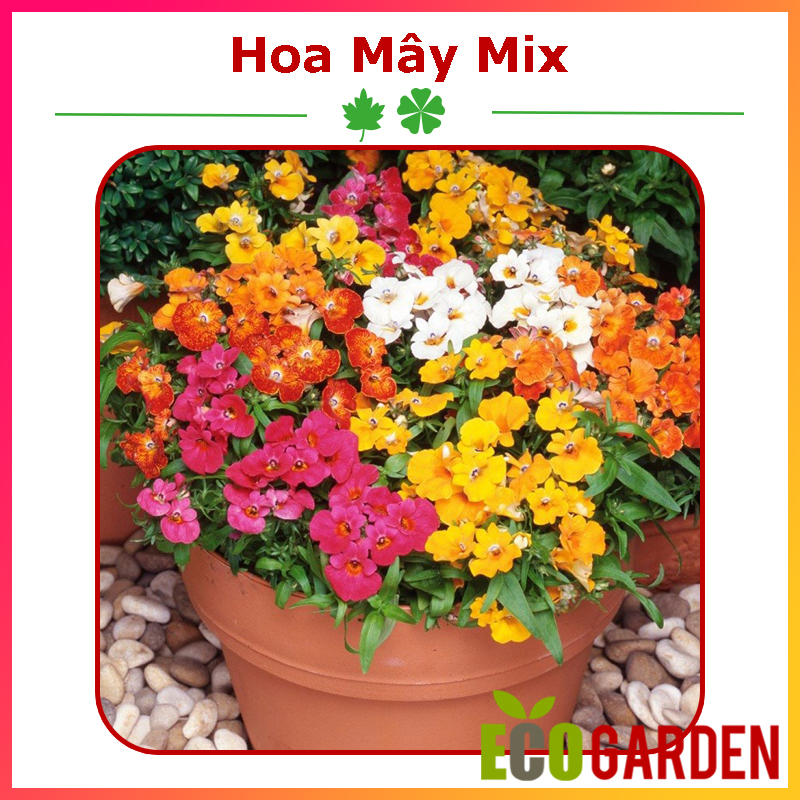 Hạt giống hoa mây nhiều màu mix