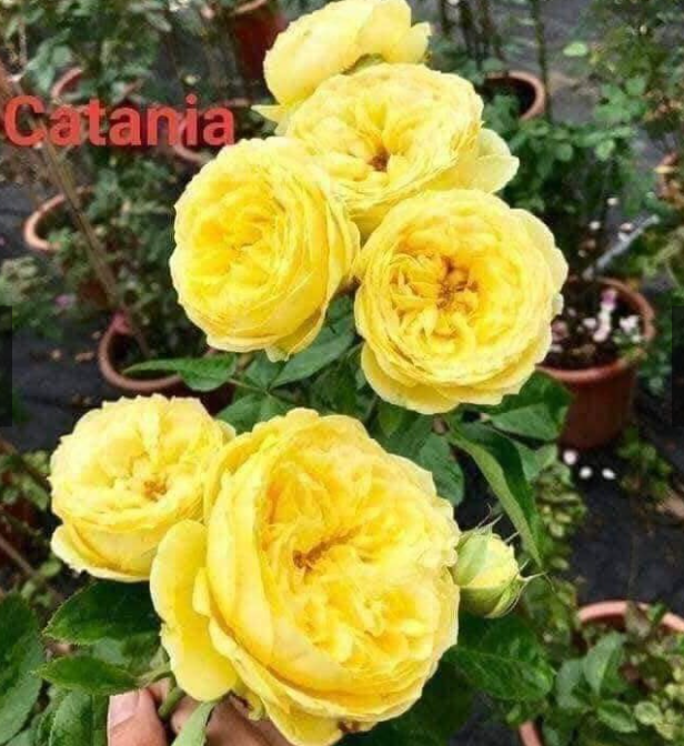 Cành Chiết Hồng Ngoại Catalina
